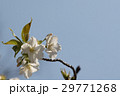 山桜 29771268