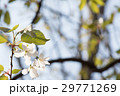 山桜 29771269