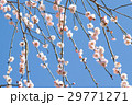しだれ桜 29771271