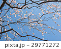 梅 29771272
