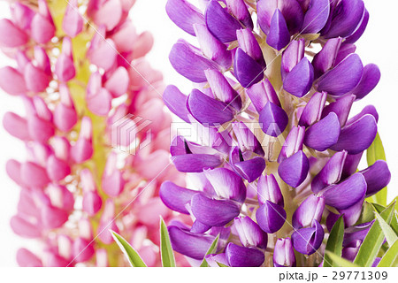 ピンクをバックに紫のノボリフジの花のアップ ピンクをバックに紫のノボリフジの花のアップ 29771309