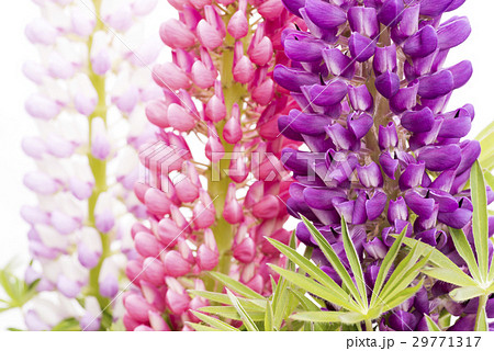 3本のノボリフジの花のアップ 29771317