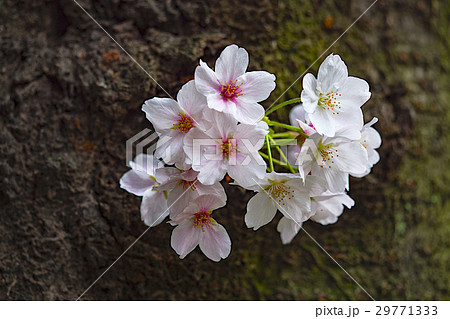 目黒川サクラ満開 目黒川サクラ満開 29771333