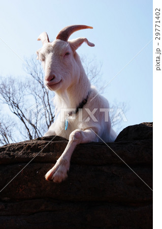 ヤギ 29771402
