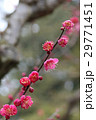 紅梅 29771451