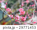 紅梅 29771453