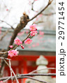 紅梅 29771454