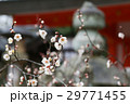 ハクバイ 29771455