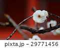白梅　 29771456