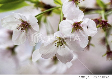 サクラの花びら 29771652