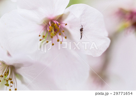 サクラの花びら サクラの花びら 29771654