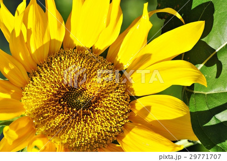 Sun Flower 29771707