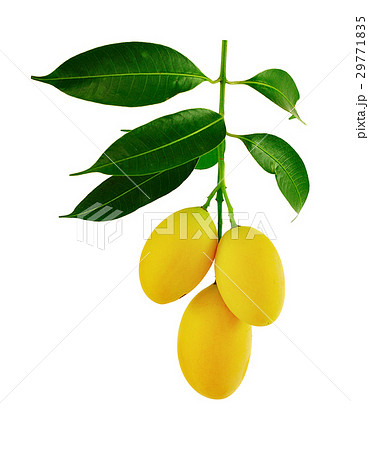 Marian plums isolated on white. 29771835