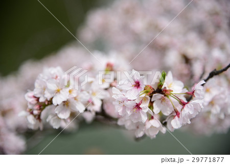 桜 桜 29771877