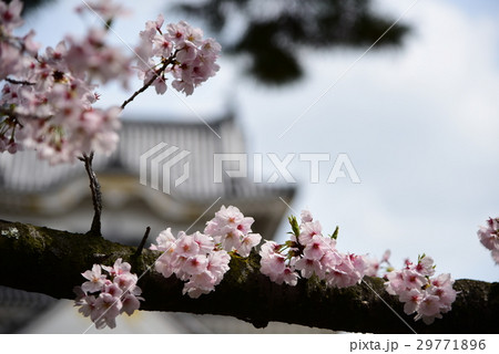 桜 桜 29771896