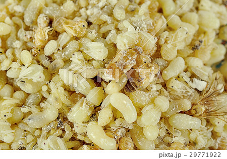 ants eggs close up for background ants eggs close up for background 29771922
