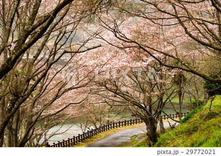 天草市牛深　亀川ダムの桜 29772021