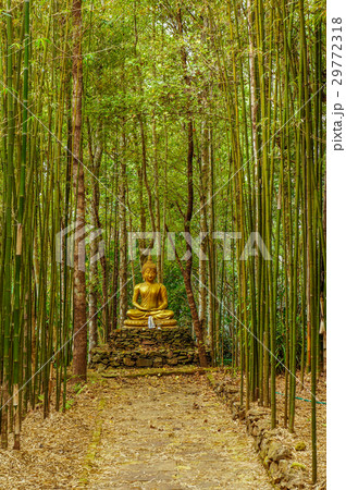 Golden Buddha Image in between bamboos 29772318