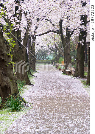 桜トンネル 29772522