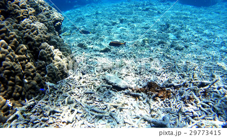 沖縄　阿嘉島のフグ　水中撮影 29773415