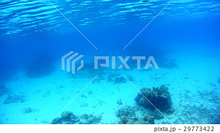 沖縄 阿嘉島のニシハマビーチのウミヘビ 水中写真 沖縄 阿嘉島のニシハマビーチのウミヘビ 水中写真 29773422