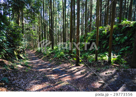 3月 鎌倉197木漏れ日の熊野神社参道・朝夷奈切通し 3月 鎌倉197木漏れ日の熊野神社参道・朝夷奈切通し 29773556