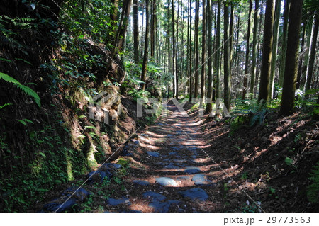 3月　鎌倉205木漏れ日の参道・朝夷奈切通し 29773563