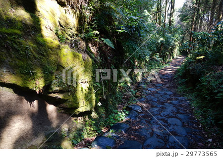 3月 鎌倉207朝夷奈切通し 3月 鎌倉207朝夷奈切通し 29773565