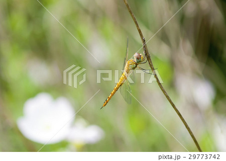 ウスバキトンボ 29773742