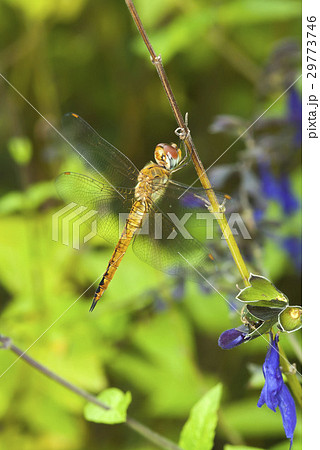 ウスバキトンボ 29773746