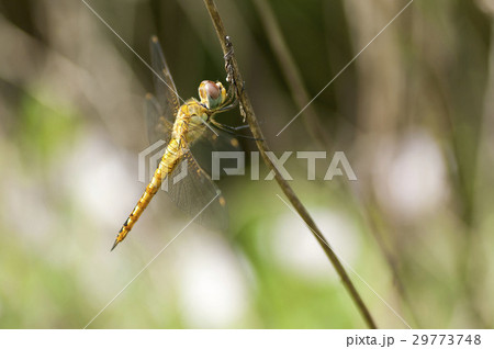 ウスバキトンボ 29773748