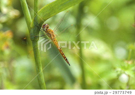 ウスバキトンボ 29773749