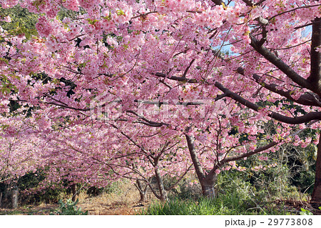 小積の河津桜 29773808