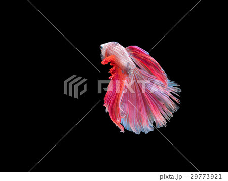 Betta fish, Siamese fighting fish isolated  29773921