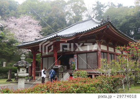【四国八十八ヶ所】第六十九番 観音寺本堂の春 香川県観音寺市 【四国八十八ヶ所】第六十九番 観音寺本堂の春 香川県観音寺市 29774018