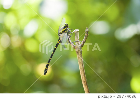 コオニヤンマ 29774036