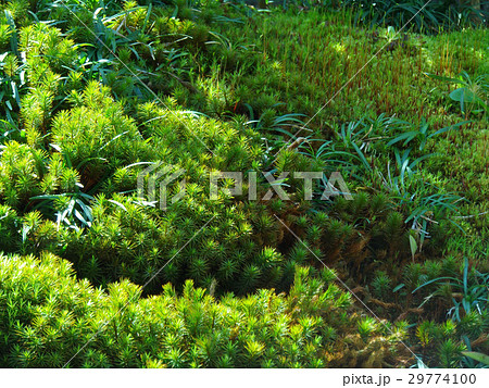 杉苔 杉苔 29774100