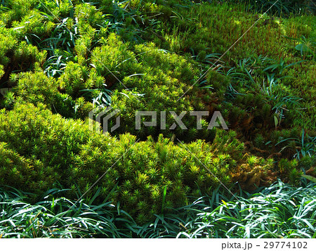 杉苔3 杉苔3 29774102