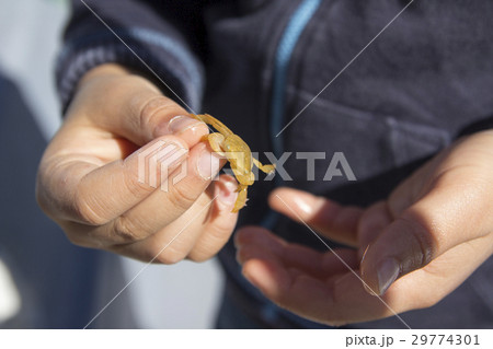 オキナガレガニ(コロンブスガニ) オキナガレガニ(コロンブスガニ) 29774301