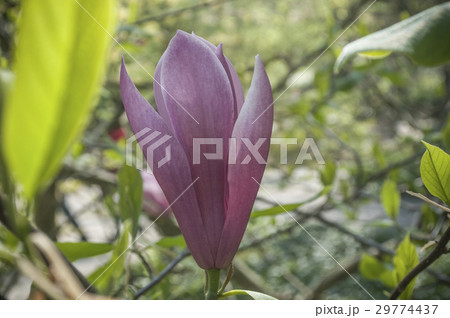 closeup of magnolia flower in a public garden 29774437