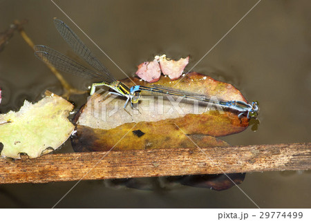 クロイトトンボ クロイトトンボ 29774499