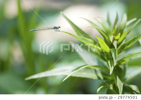 クロイトトンボ クロイトトンボ 29774501