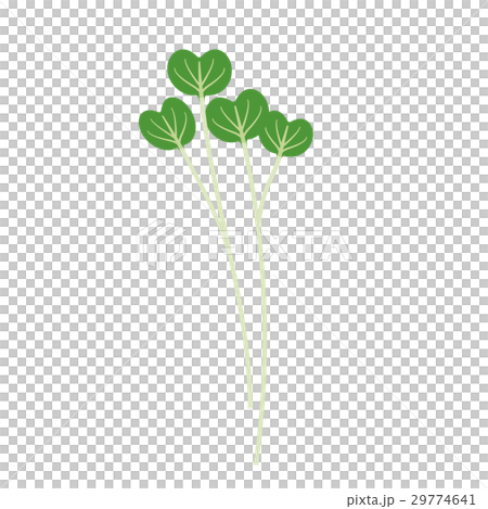 カイワレ【食材・シリーズ】 カイワレ【食材・シリーズ】 29774641