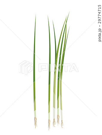万能ねぎ【食材・シリーズ】 29774715