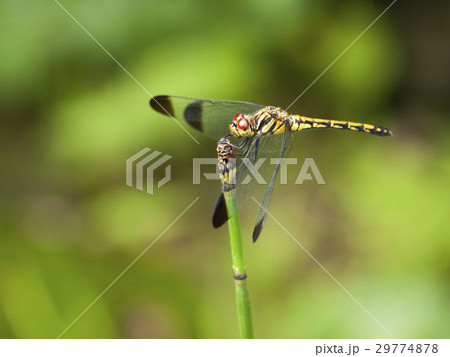 コノシメトンボ 29774878