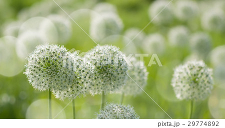 White Allium circular globe shaped flowers blow  29774892