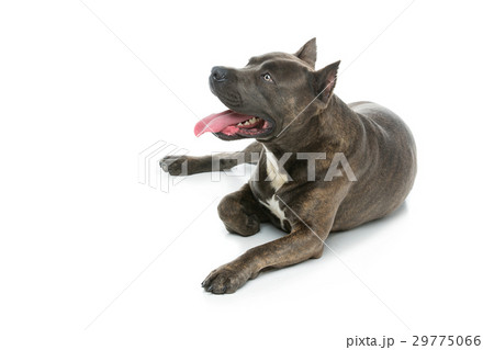 Beautiful amstaff dog 29775066