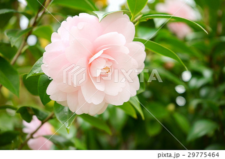 雨上がり・千重咲きピンクの椿１（左上） 29775464