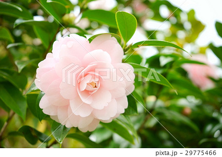 千重咲きピンクの椿３ 左 の写真素材