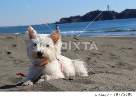 湘南犬　江ノ島をバックにパチリ 29775690
